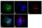 Colony Stimulating Factor 3 antibody, AHC2034, Invitrogen Antibodies, Immunofluorescence image 