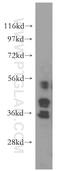 WD Repeat Domain 5 antibody, 15544-1-AP, Proteintech Group, Western Blot image 