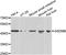 Gasdermin B antibody, abx006979, Abbexa, Western Blot image 