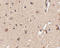 Autophagy Related 12 antibody, A00820, Boster Biological Technology, Immunohistochemistry frozen image 