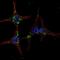 Synoviolin 1 antibody, LS-B3451, Lifespan Biosciences, Immunofluorescence image 