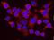 Mov10 RISC Complex RNA Helicase antibody, NB100-77314, Novus Biologicals, Proximity Ligation Assay image 