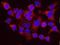 Putative helicase MOV-10 antibody, NB100-77314, Novus Biologicals, Proximity Ligation Assay image 