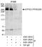 General Transcription Factor IIIC Subunit 1 antibody, A301-291A, Bethyl Labs, Immunoprecipitation image 