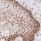 G Protein Nucleolar 3 antibody, NBP2-38326, Novus Biologicals, Immunohistochemistry frozen image 