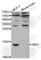 Ring-Box 1 antibody, A1832, ABclonal Technology, Western Blot image 