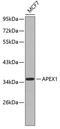 Apurinic/Apyrimidinic Endodeoxyribonuclease 1 antibody, 13-182, ProSci, Western Blot image 