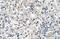 Reticulon 2 antibody, ARP46626_T100, Aviva Systems Biology, Immunohistochemistry frozen image 