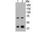 Heat Shock Transcription Factor 2 antibody, NBP2-80457, Novus Biologicals, Western Blot image 