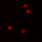 Fragile Histidine Triad Diadenosine Triphosphatase antibody, 7455, ProSci, Immunofluorescence image 