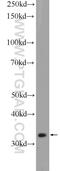 Cilia And Flagella Associated Protein 298 antibody, 21461-1-AP, Proteintech Group, Western Blot image 