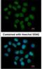 Adenylosuccinate Lyase antibody, NBP2-15296, Novus Biologicals, Immunofluorescence image 