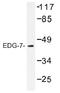 Lysophosphatidic Acid Receptor 3 antibody, AP01312PU-N, Origene, Western Blot image 