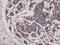 Diablo IAP-Binding Mitochondrial Protein antibody, M03790-2, Boster Biological Technology, Immunohistochemistry frozen image 