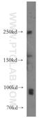 RNA polymerase I-specific TBP-associated factor 110 kDa antibody, 13341-1-AP, Proteintech Group, Western Blot image 