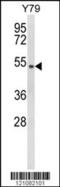 General Transcription Factor IIH Subunit 4 antibody, 63-615, ProSci, Western Blot image 