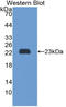 Peroxiredoxin 1 antibody, LS-C300183, Lifespan Biosciences, Western Blot image 