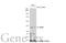 Arginase 2 antibody, GTX118048, GeneTex, Western Blot image 