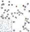 Transmembrane And Immunoglobulin Domain Containing 2 antibody, M11415, Boster Biological Technology, Immunocytochemistry image 