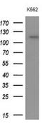 Apolipoprotein B Receptor antibody, NBP2-46532, Novus Biologicals, Western Blot image 