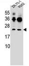 FRAT Regulator Of WNT Signaling Pathway 2 antibody, AP51723PU-N, Origene, Western Blot image 