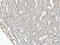 Eukaryotic Translation Initiation Factor 3 Subunit F antibody, NBP2-16299, Novus Biologicals, Immunohistochemistry frozen image 