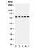 TGF-Beta Activated Kinase 1 (MAP3K7) Binding Protein 1 antibody, R32237, NSJ Bioreagents, Western Blot image 