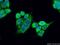 Sirtuin 4 antibody, 21440-1-AP, Proteintech Group, Immunofluorescence image 
