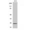 Transcription Elongation Factor A Like 6 antibody, LS-C386341, Lifespan Biosciences, Western Blot image 