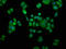 ORMDL Sphingolipid Biosynthesis Regulator 3 antibody, LS-C674668, Lifespan Biosciences, Immunofluorescence image 