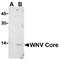 West Nile Virus Core antibody, PA5-20103, Invitrogen Antibodies, Western Blot image 