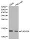 Phospholipase A2, membrane associated antibody, PA5-76118, Invitrogen Antibodies, Western Blot image 