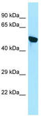 WD Repeat Domain 18 antibody, TA333687, Origene, Western Blot image 
