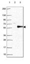 Protein Z, Vitamin K Dependent Plasma Glycoprotein antibody, HPA052006, Atlas Antibodies, Western Blot image 