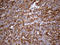 Interferon Induced Transmembrane Protein 2 antibody, LS-C796020, Lifespan Biosciences, Immunohistochemistry paraffin image 