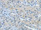 NAF-1 antibody, CSB-PA944797, Cusabio, Immunohistochemistry paraffin image 