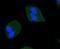 Janus Kinase 2 antibody, NBP2-67429, Novus Biologicals, Immunofluorescence image 