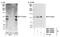 DNA Polymerase Kappa antibody, NBP1-06559, Novus Biologicals, Western Blot image 