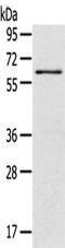 Sialic Acid Binding Ig Like Lectin 12 (Gene/Pseudogene) antibody, CSB-PA955877, Cusabio, Western Blot image 
