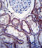 FER Tyrosine Kinase antibody, 63-159, ProSci, Immunohistochemistry frozen image 