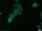 Hepatocyte Growth Factor-Regulated Tyrosine Kinase Substrate antibody, 10390-1-AP, Proteintech Group, Immunofluorescence image 