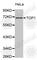 DNA Topoisomerase I antibody, A3643, ABclonal Technology, Western Blot image 