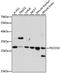 Programmed Cell Death 10 antibody, A15400, ABclonal Technology, Western Blot image 