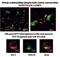 Lysosomal Associated Membrane Protein 3 antibody, DDX0190P-100, Novus Biologicals, Immunofluorescence image 