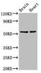 RNA-binding protein 45 antibody, LS-C672380, Lifespan Biosciences, Western Blot image 