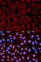 SERPINC1 antibody, orb48536, Biorbyt, Immunocytochemistry image 