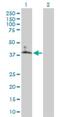 Solute Carrier Family 10 Member 6 antibody, H00345274-B01P, Novus Biologicals, Western Blot image 