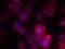 Protein Kinase C Delta antibody, GTX50605, GeneTex, Immunofluorescence image 