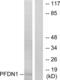 Prefoldin Subunit 1 antibody, abx013315, Abbexa, Western Blot image 