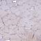 Tetraspanin 15 antibody, PA5-60790, Invitrogen Antibodies, Immunohistochemistry paraffin image 